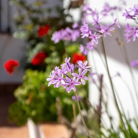 Pericon * Conil de la Frontera