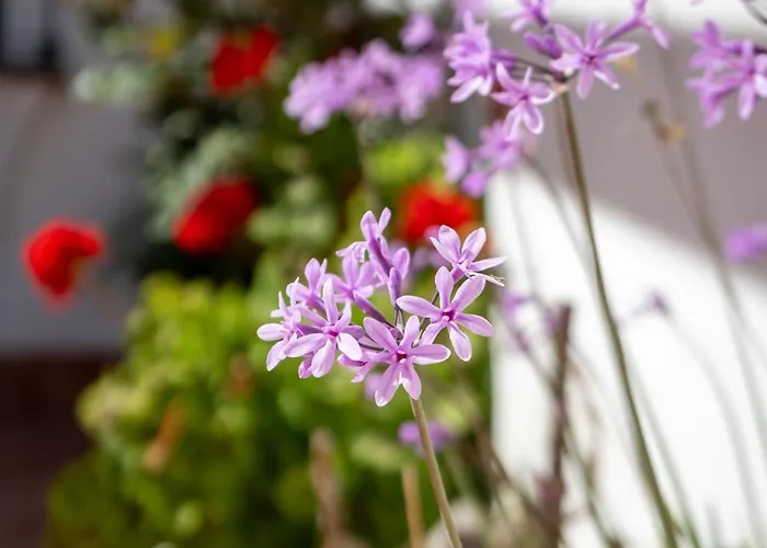 Pericon * Conil De La Frontera